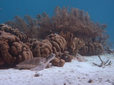<i class='fa fa-user'></i>&nbsp;Vincent Rijnbende&nbsp;|  Groene Zeeschildpad of Soepschildpad&nbsp; <i class='fa fa-eye'>&nbsp;106</i> &nbsp;<i class='fa fa-thumbs-up'>&nbsp;5</i> &nbsp; <i class='fa fa-comment-o'>&nbsp;6</i>