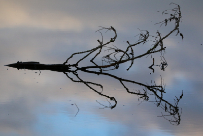 <i class='fa fa-user'></i>&nbsp;Ruben de Bruijn&nbsp;|  Weerspiegeling&nbsp; <i class='fa fa-eye'>&nbsp;90</i> &nbsp;<i class='fa fa-thumbs-up'>&nbsp;2</i> &nbsp; <i class='fa fa-comment-o'>&nbsp;4</i>