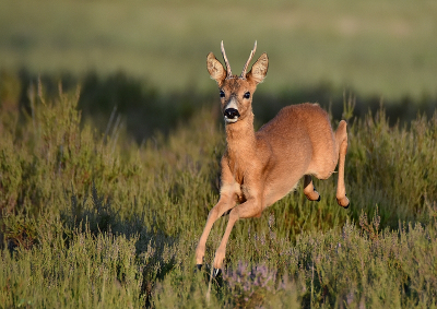 <i class='fa fa-user'></i>&nbsp;robert-jan&nbsp;|  Ree&nbsp; <i class='fa fa-eye'>&nbsp;220</i> &nbsp;<i class='fa fa-thumbs-up'>&nbsp;16</i> &nbsp; <i class='fa fa-comment-o'>&nbsp;10</i>