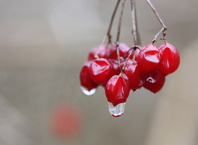 <i class='fa fa-user'></i>&nbsp;Paul Vandebroek&nbsp;|  Gelderse Roos&nbsp; <i class='fa fa-eye'>&nbsp;81</i> &nbsp;<i class='fa fa-thumbs-up'>&nbsp;2</i> &nbsp; <i class='fa fa-comment-o'>&nbsp;6</i>