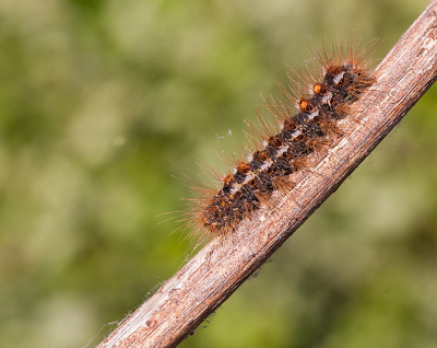 <i class='fa fa-user'></i>&nbsp;Louis&nbsp;|  Bastaardsatijnvlinder&nbsp; <i class='fa fa-eye'>&nbsp;75</i> &nbsp; <i class='fa fa-comment-o'>&nbsp;4</i>