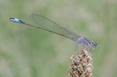 <i class='fa fa-user'></i>&nbsp;Johan van Gurp&nbsp;|  Lantaarntje&nbsp; <i class='fa fa-eye'>&nbsp;81</i> &nbsp;<i class='fa fa-thumbs-up'>&nbsp;4</i> &nbsp; <i class='fa fa-comment-o'>&nbsp;6</i>