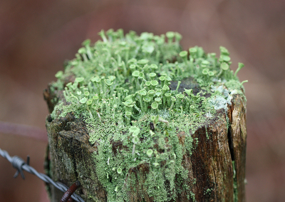 <i class='fa fa-user'></i>&nbsp;Paul Vandebroek&nbsp;|  Kopjes-bekermos&nbsp; <i class='fa fa-eye'>&nbsp;113</i> &nbsp; <i class='fa fa-comment-o'>&nbsp;6</i>