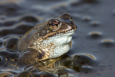 <i class='fa fa-user'></i>&nbsp;Bertus&nbsp;|  Bruine Kikker&nbsp; <i class='fa fa-eye'>&nbsp;99</i> &nbsp;<i class='fa fa-thumbs-up'>&nbsp;4</i> &nbsp; <i class='fa fa-comment-o'>&nbsp;5</i>