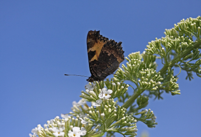 <i class='fa fa-user'></i>&nbsp;Cor&nbsp;|  Kleine Vos&nbsp; <i class='fa fa-eye'>&nbsp;86</i> &nbsp;<i class='fa fa-thumbs-up'>&nbsp;1</i> &nbsp; <i class='fa fa-comment-o'>&nbsp;6</i>