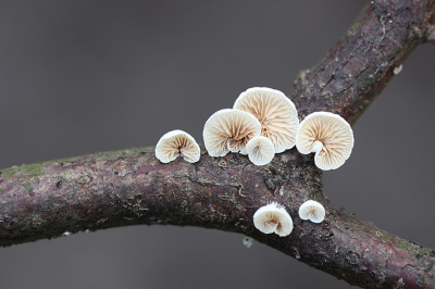 <i class='fa fa-user'></i>&nbsp;Paul Vandebroek&nbsp;|  Wit Oorzwammetje&nbsp; <i class='fa fa-eye'>&nbsp;77</i> &nbsp;<i class='fa fa-thumbs-up'>&nbsp;5</i> &nbsp; <i class='fa fa-comment-o'>&nbsp;4</i>