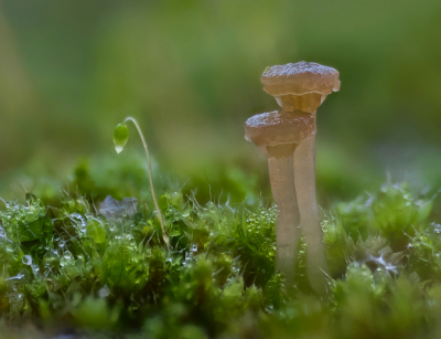 <i class='fa fa-user'></i>&nbsp;janvangastel&nbsp;|  Rickenella sp.&nbsp; <i class='fa fa-eye'>&nbsp;105</i> &nbsp;<i class='fa fa-thumbs-up'>&nbsp;3</i> &nbsp; <i class='fa fa-comment-o'>&nbsp;5</i>