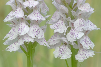 <i class='fa fa-user'></i>&nbsp;Johan van Gurp&nbsp;|  Gevlekte Orchis&nbsp; <i class='fa fa-eye'>&nbsp;87</i> &nbsp;<i class='fa fa-thumbs-up'>&nbsp;4</i> &nbsp; <i class='fa fa-comment-o'>&nbsp;4</i>