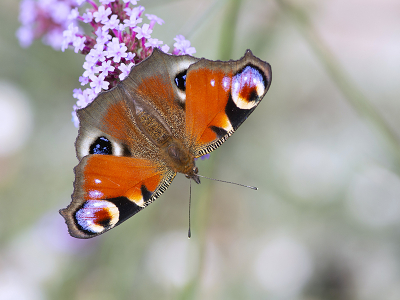 <i class='fa fa-user'></i>&nbsp;Mignon-Creative&nbsp;|  Dagpauwoog&nbsp; <i class='fa fa-eye'>&nbsp;99</i> &nbsp;<i class='fa fa-thumbs-up'>&nbsp;10</i> &nbsp; <i class='fa fa-comment-o'>&nbsp;11</i>