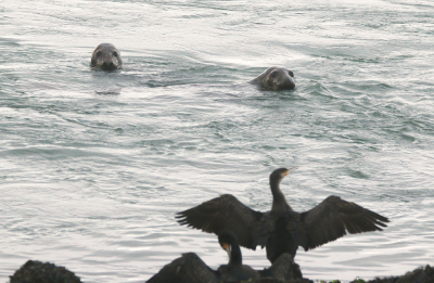 <i class='fa fa-user'></i>&nbsp;rixte&nbsp;|  Grijze Zeehond&nbsp; <i class='fa fa-eye'>&nbsp;102</i> &nbsp; <i class='fa fa-comment-o'>&nbsp;4</i>