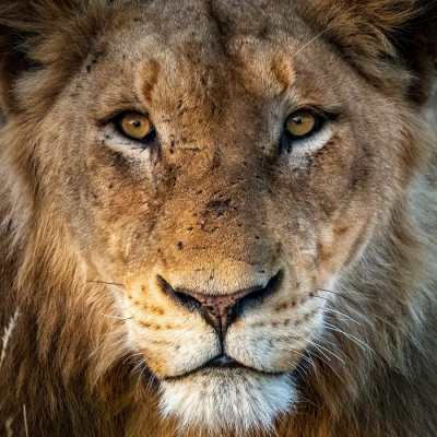 <i class='fa fa-user'></i>&nbsp;harrie69&nbsp;|  Leeuw&nbsp; <i class='fa fa-eye'>&nbsp;130</i> &nbsp;<i class='fa fa-thumbs-up'>&nbsp;5</i> &nbsp; <i class='fa fa-comment-o'>&nbsp;11</i>