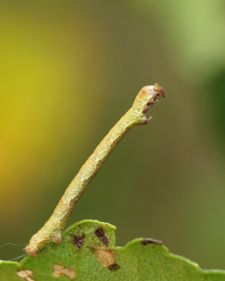 <i class='fa fa-user'></i>&nbsp;Louis&nbsp;|  Berkenoogspanner&nbsp; <i class='fa fa-eye'>&nbsp;68</i> &nbsp;<i class='fa fa-thumbs-up'>&nbsp;6</i> &nbsp; <i class='fa fa-comment-o'>&nbsp;6</i>