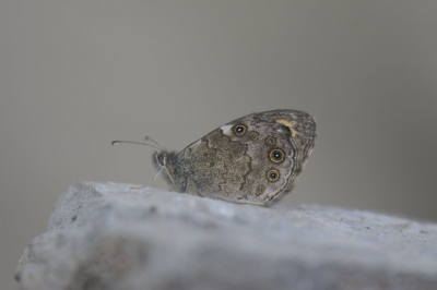 <i class='fa fa-user'></i>&nbsp;F.Koopman&nbsp;|  Rotsvlinder&nbsp; <i class='fa fa-eye'>&nbsp;86</i> &nbsp; <i class='fa fa-comment-o'>&nbsp;3</i>