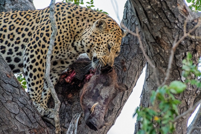 <i class='fa fa-user'></i>&nbsp;harrie69&nbsp;|  Luipaard&nbsp; <i class='fa fa-eye'>&nbsp;166</i> &nbsp;<i class='fa fa-thumbs-up'>&nbsp;5</i> &nbsp; <i class='fa fa-comment-o'>&nbsp;4</i>