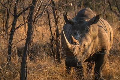 <i class='fa fa-user'></i>&nbsp;harrie69&nbsp;|  Witte Neushoorn&nbsp; <i class='fa fa-eye'>&nbsp;100</i> &nbsp;<i class='fa fa-thumbs-up'>&nbsp;1</i> &nbsp; <i class='fa fa-comment-o'>&nbsp;5</i>