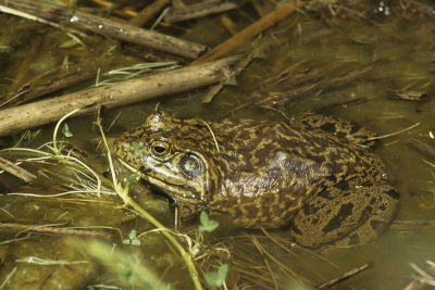 <i class='fa fa-user'></i>&nbsp;Gerard Visser&nbsp;|  Amerikaanse Stierkikker&nbsp; <i class='fa fa-eye'>&nbsp;85</i> &nbsp;<i class='fa fa-thumbs-up'>&nbsp;1</i> &nbsp; <i class='fa fa-comment-o'>&nbsp;6</i>