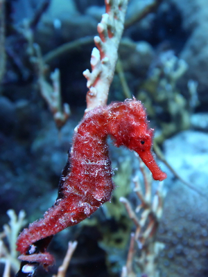 <i class='fa fa-user'></i>&nbsp;Vincent Rijnbende&nbsp;|  Caraibisch Zeepaardje&nbsp; <i class='fa fa-eye'>&nbsp;101</i> &nbsp;<i class='fa fa-thumbs-up'>&nbsp;3</i> &nbsp; <i class='fa fa-comment-o'>&nbsp;3</i>