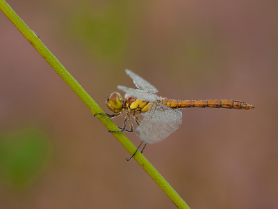 <i class='fa fa-user'></i>&nbsp;Louis&nbsp;|  Bruinrode Heidelibel&nbsp; <i class='fa fa-eye'>&nbsp;73</i> &nbsp;<i class='fa fa-thumbs-up'>&nbsp;2</i> &nbsp; <i class='fa fa-comment-o'>&nbsp;4</i>