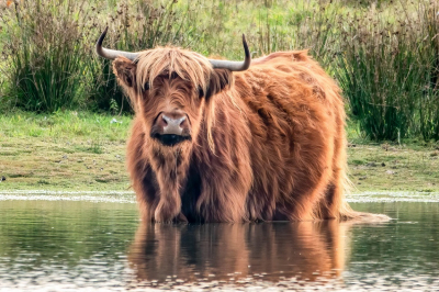 <i class='fa fa-user'></i>&nbsp;harrie69&nbsp;|  Schotse Hooglander&nbsp; <i class='fa fa-eye'>&nbsp;106</i> &nbsp; <i class='fa fa-comment-o'>&nbsp;1</i>