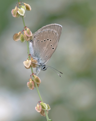 <i class='fa fa-user'></i>&nbsp;Johan van Gurp&nbsp;|  Klaverblauwtje&nbsp; <i class='fa fa-eye'>&nbsp;88</i> &nbsp;<i class='fa fa-thumbs-up'>&nbsp;7</i> &nbsp; <i class='fa fa-comment-o'>&nbsp;3</i>