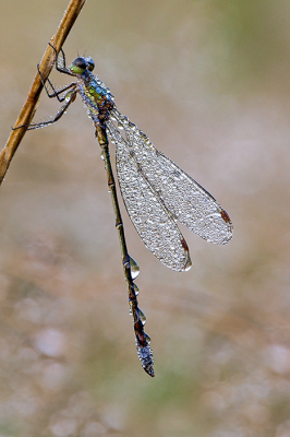 <i class='fa fa-user'></i>&nbsp;Bertus&nbsp;|  Gewone Pantserjuffer&nbsp; <i class='fa fa-eye'>&nbsp;79</i> &nbsp;<i class='fa fa-thumbs-up'>&nbsp;3</i> &nbsp; <i class='fa fa-comment-o'>&nbsp;6</i>