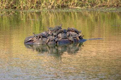 <i class='fa fa-user'></i>&nbsp;harrie69&nbsp;|  Afrikaanse Moerasschildpad&nbsp; <i class='fa fa-eye'>&nbsp;139</i> &nbsp; <i class='fa fa-comment-o'>&nbsp;3</i>