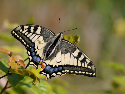 <i class='fa fa-user'></i>&nbsp;Mignon-Creative&nbsp;|  Koninginnenpage&nbsp; <i class='fa fa-eye'>&nbsp;100</i> &nbsp;<i class='fa fa-thumbs-up'>&nbsp;7</i> &nbsp; <i class='fa fa-comment-o'>&nbsp;5</i>