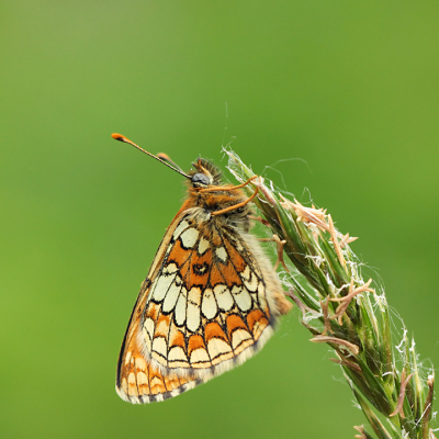 <i class='fa fa-user'></i>&nbsp;Louis&nbsp;|  Bosparelmoervlinder&nbsp; <i class='fa fa-eye'>&nbsp;80</i> &nbsp;<i class='fa fa-thumbs-up'>&nbsp;4</i> &nbsp; <i class='fa fa-comment-o'>&nbsp;3</i>