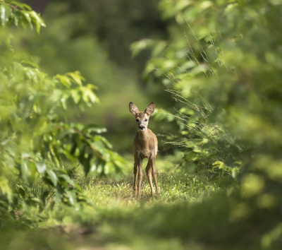 <i class='fa fa-user'></i>&nbsp;Bert Ooms&nbsp;|  Ree&nbsp; <i class='fa fa-eye'>&nbsp;149</i> &nbsp;<i class='fa fa-thumbs-up'>&nbsp;6</i> &nbsp; <i class='fa fa-comment-o'>&nbsp;7</i>