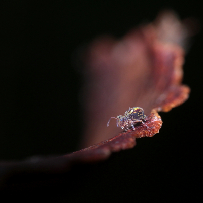 Op zoek naar springstaartjes, een van de opdrachten van de natuurfotografie van het kerstcadeau. Een leuke uitdaging, zeker met mijn voet in het gips. Dus liggend op de grond was geen optie, ik moest het doen met blaadjes optillen en hopen dat er iets op zou zitten en als dat zo was, dat ze erop bleven zitten. Verbazingwekkend hoeveel van deze beestjes er in je tuin zitten! Super leuke ontdekking, we hebben meerdere soorten gevonden.