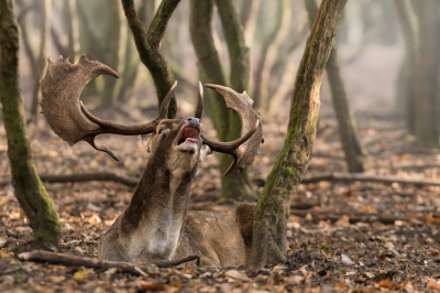 <i class='fa fa-user'></i>&nbsp;Patrick Blom&nbsp;|  Damhert&nbsp; <i class='fa fa-eye'>&nbsp;143</i> &nbsp;<i class='fa fa-thumbs-up'>&nbsp;8</i> &nbsp; <i class='fa fa-comment-o'>&nbsp;6</i>