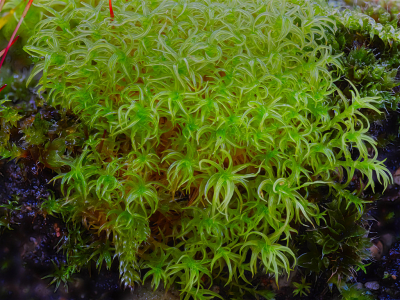 <i class='fa fa-user'></i>&nbsp;janvangastel&nbsp;|  Muurdubbeltandmos&nbsp; <i class='fa fa-eye'>&nbsp;73</i> &nbsp;<i class='fa fa-thumbs-up'>&nbsp;1</i> &nbsp; <i class='fa fa-comment-o'>&nbsp;11</i>