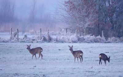 <i class='fa fa-user'></i>&nbsp;nelappelmelk&nbsp;|  Ree&nbsp; <i class='fa fa-eye'>&nbsp;132</i> &nbsp;<i class='fa fa-thumbs-up'>&nbsp;7</i> &nbsp; <i class='fa fa-comment-o'>&nbsp;7</i>