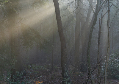 <i class='fa fa-user'></i>&nbsp;Tim Oord&nbsp;|  Nevelig bos&nbsp; <i class='fa fa-eye'>&nbsp;102</i> &nbsp; <i class='fa fa-comment-o'>&nbsp;7</i>