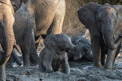 <i class='fa fa-user'></i>&nbsp;harrie69&nbsp;|  Afrikaanse Olifant&nbsp; <i class='fa fa-eye'>&nbsp;138</i> &nbsp;<i class='fa fa-thumbs-up'>&nbsp;1</i> &nbsp; <i class='fa fa-comment-o'>&nbsp;5</i>