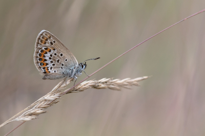 <i class='fa fa-user'></i>&nbsp;Johan van Gurp&nbsp;|  Heideblauwtje&nbsp; <i class='fa fa-eye'>&nbsp;82</i> &nbsp;<i class='fa fa-thumbs-up'>&nbsp;7</i> &nbsp; <i class='fa fa-comment-o'>&nbsp;6</i>