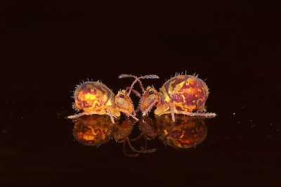 <i class='fa fa-user'></i>&nbsp;Sophie&nbsp;|  Dicyrtomina ornata&nbsp; <i class='fa fa-eye'>&nbsp;264</i> &nbsp;<i class='fa fa-thumbs-up'>&nbsp;21</i> &nbsp; <i class='fa fa-comment-o'>&nbsp;15</i>