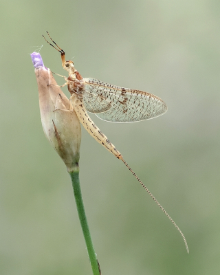 <i class='fa fa-user'></i>&nbsp;Johan van Gurp&nbsp;|  Vierlijneendagsvlieg&nbsp; <i class='fa fa-eye'>&nbsp;89</i> &nbsp;<i class='fa fa-thumbs-up'>&nbsp;5</i> &nbsp; <i class='fa fa-comment-o'>&nbsp;5</i>