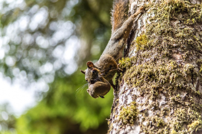 <i class='fa fa-user'></i>&nbsp;harrie69&nbsp;|  Grijze Eekhoorn&nbsp; <i class='fa fa-eye'>&nbsp;166</i> &nbsp; <i class='fa fa-comment-o'>&nbsp;3</i>