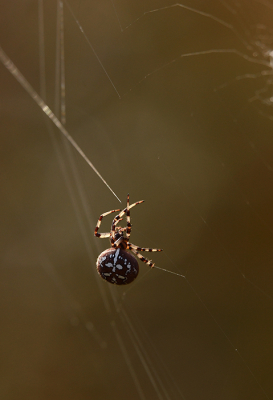 <i class='fa fa-user'></i>&nbsp;Eric Gibcus&nbsp;|  Kruisspin&nbsp; <i class='fa fa-eye'>&nbsp;86</i> &nbsp;<i class='fa fa-thumbs-up'>&nbsp;2</i> &nbsp; <i class='fa fa-comment-o'>&nbsp;4</i>