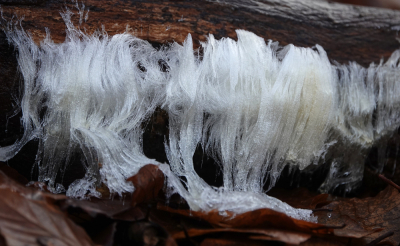 <i class='fa fa-user'></i>&nbsp;nelappelmelk&nbsp;|  IJshaar&nbsp; <i class='fa fa-eye'>&nbsp;100</i> &nbsp;<i class='fa fa-thumbs-up'>&nbsp;3</i> &nbsp; <i class='fa fa-comment-o'>&nbsp;6</i>