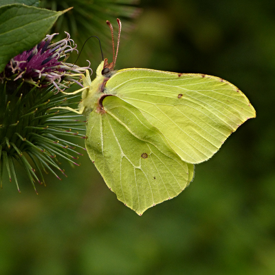 <i class='fa fa-user'></i>&nbsp;Louis&nbsp;|  Citroenvlinder&nbsp; <i class='fa fa-eye'>&nbsp;71</i> &nbsp;<i class='fa fa-thumbs-up'>&nbsp;2</i> &nbsp; <i class='fa fa-comment-o'>&nbsp;6</i>