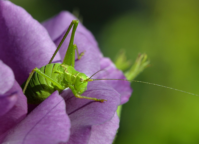 <i class='fa fa-user'></i>&nbsp;Mignon-Creative&nbsp;|  Struiksprinkhaan&nbsp; <i class='fa fa-eye'>&nbsp;90</i> &nbsp;<i class='fa fa-thumbs-up'>&nbsp;6</i> &nbsp; <i class='fa fa-comment-o'>&nbsp;8</i>