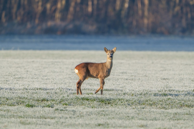 <i class='fa fa-user'></i>&nbsp;harrie69&nbsp;|  Ree&nbsp; <i class='fa fa-eye'>&nbsp;117</i> &nbsp;<i class='fa fa-thumbs-up'>&nbsp;1</i> &nbsp; <i class='fa fa-comment-o'>&nbsp;5</i>