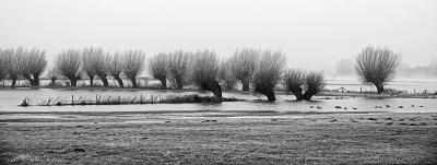 <i class='fa fa-user'></i>&nbsp;nelappelmelk&nbsp;|  IJzige kou bij de bomenrij&nbsp; <i class='fa fa-eye'>&nbsp;94</i> &nbsp;<i class='fa fa-thumbs-up'>&nbsp;1</i> &nbsp; <i class='fa fa-comment-o'>&nbsp;7</i>