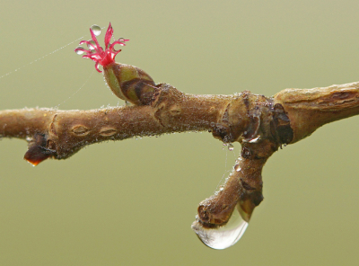 <i class='fa fa-user'></i>&nbsp;Nel R&nbsp;|  Hazelaar&nbsp; <i class='fa fa-eye'>&nbsp;124</i> &nbsp;<i class='fa fa-thumbs-up'>&nbsp;11</i> &nbsp; <i class='fa fa-comment-o'>&nbsp;9</i>