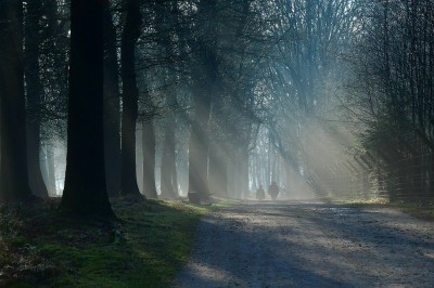 <i class='fa fa-user'></i>&nbsp;Bert Veerman&nbsp;|  Sfeer&nbsp; <i class='fa fa-eye'>&nbsp;97</i> &nbsp;<i class='fa fa-thumbs-up'>&nbsp;1</i> &nbsp; <i class='fa fa-comment-o'>&nbsp;8</i>