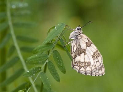 <i class='fa fa-user'></i>&nbsp;Mignon-Creative&nbsp;|  Dambordje&nbsp; <i class='fa fa-eye'>&nbsp;63</i> &nbsp;<i class='fa fa-thumbs-up'>&nbsp;5</i> &nbsp; <i class='fa fa-comment-o'>&nbsp;4</i>