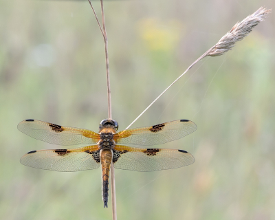 <i class='fa fa-user'></i>&nbsp;Johan van Gurp&nbsp;|  Viervlek&nbsp; <i class='fa fa-eye'>&nbsp;72</i> &nbsp;<i class='fa fa-thumbs-up'>&nbsp;2</i> &nbsp; <i class='fa fa-comment-o'>&nbsp;5</i>