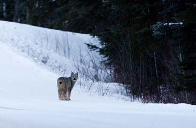 <i class='fa fa-user'></i>&nbsp;Jan Luit&nbsp;|  Canadese Lynx&nbsp; <i class='fa fa-eye'>&nbsp;192</i> &nbsp;<i class='fa fa-thumbs-up'>&nbsp;10</i> &nbsp; <i class='fa fa-comment-o'>&nbsp;13</i>